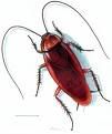 COCKROACH Pictures, Images and Photos