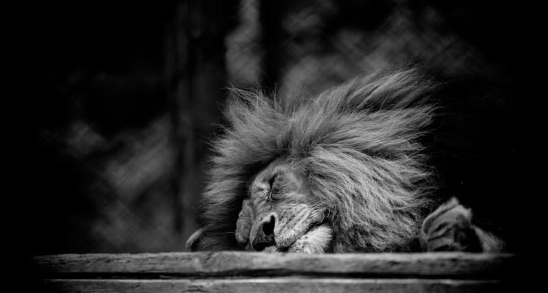 IMAGE: http://i278.photobucket.com/albums/kk102/hypoxic87/Fusion%20Photography/BrantfordZoo14of31_zps4e726761.jpg