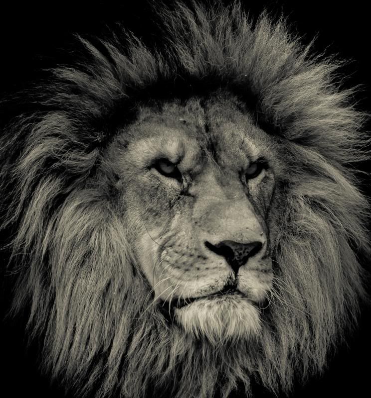 IMAGE: http://i278.photobucket.com/albums/kk102/hypoxic87/Fusion%20Photography/BrantfordZoo16of31_zpsa123139c.jpg