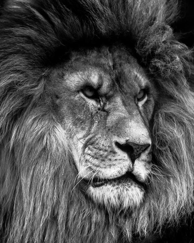 IMAGE: http://i278.photobucket.com/albums/kk102/hypoxic87/Fusion%20Photography/BrantfordZoo17of31_zpsfa4f9a1c.jpg