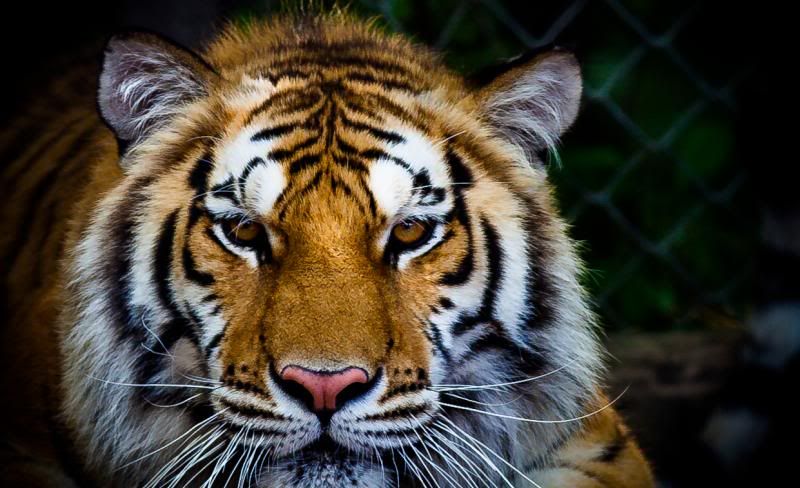 IMAGE: http://i278.photobucket.com/albums/kk102/hypoxic87/Fusion%20Photography/BrantfordZoo7of31_zps49ea42f7.jpg