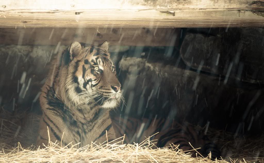 IMAGE: http://i278.photobucket.com/albums/kk102/hypoxic87/Fusion%20Photography/Zoofeb14th201331of35_zps29cce300.jpg