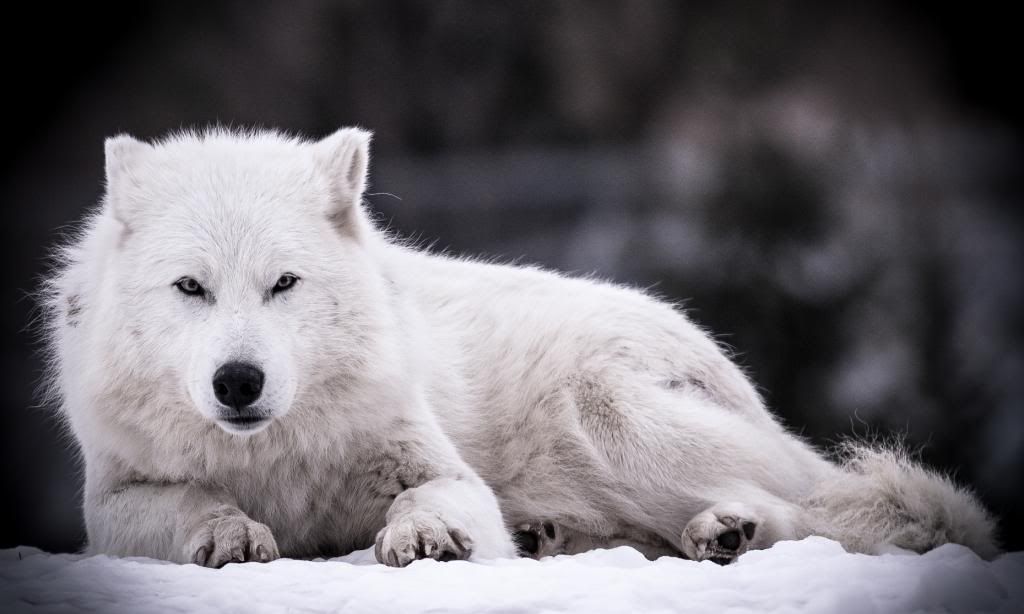 IMAGE: http://i278.photobucket.com/albums/kk102/hypoxic87/Fusion%20Photography/Zoofeb14th201334of35_zps976ac5c4.jpg