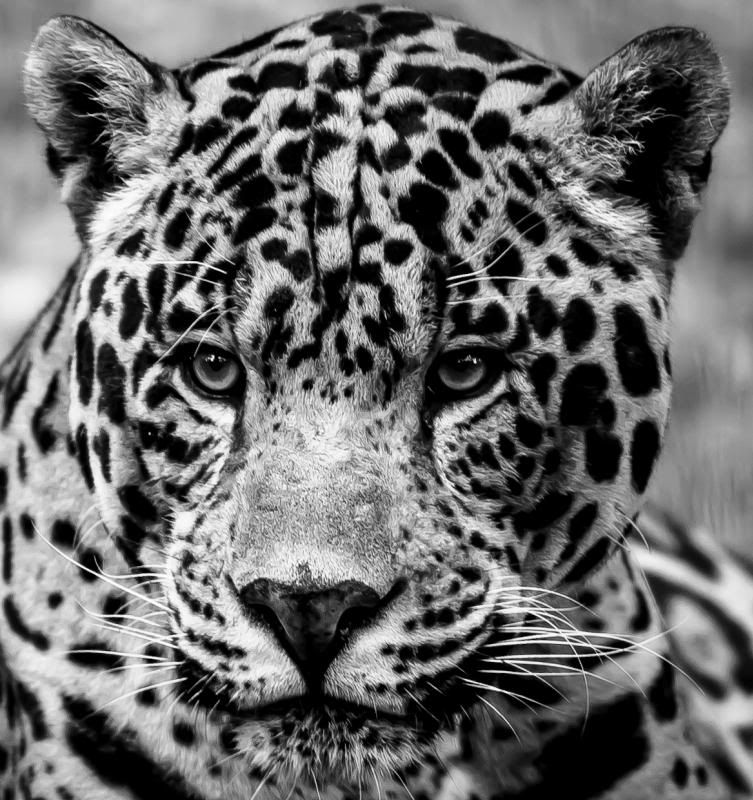 IMAGE: http://i278.photobucket.com/albums/kk102/hypoxic87/KillmanZoo10of26_zps5dca3306.jpg