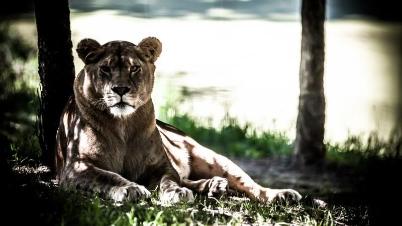 IMAGE: http://i278.photobucket.com/albums/kk102/hypoxic87/KillmanZoo26of26_zpsccaa5fc0.jpg