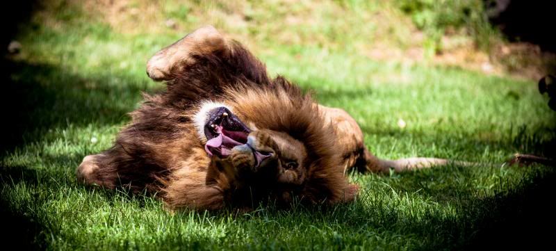 IMAGE: http://i278.photobucket.com/albums/kk102/hypoxic87/KillmanZoo5of26_zpsdc703d1f.jpg