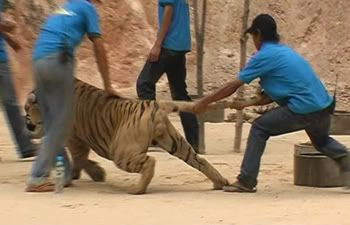 Tiger Temple Thailand, tiger abused