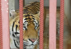 Tiger Temple Thailand, caged tiger