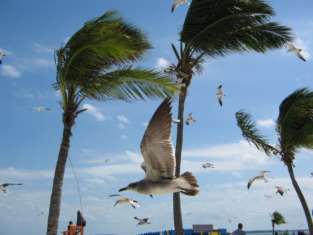 Killer Seagulls of Coco Cay