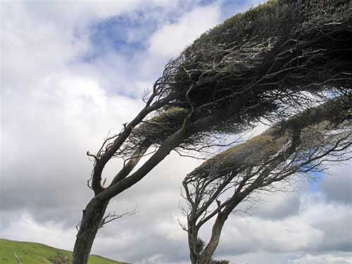 Windy Trees