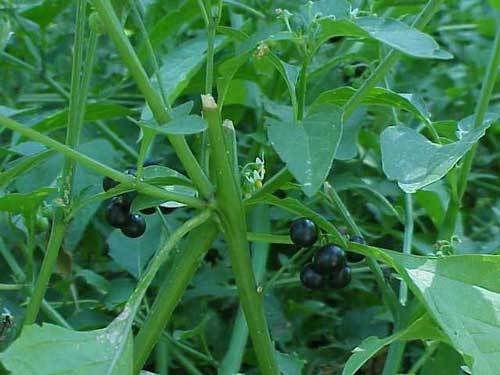 Black Nightshade