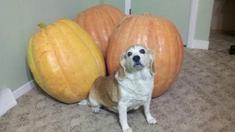 A beagle and her pumpkins