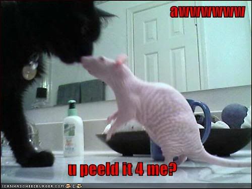[Image: funny-pictures-cat-rat-peeled-it.jpg]