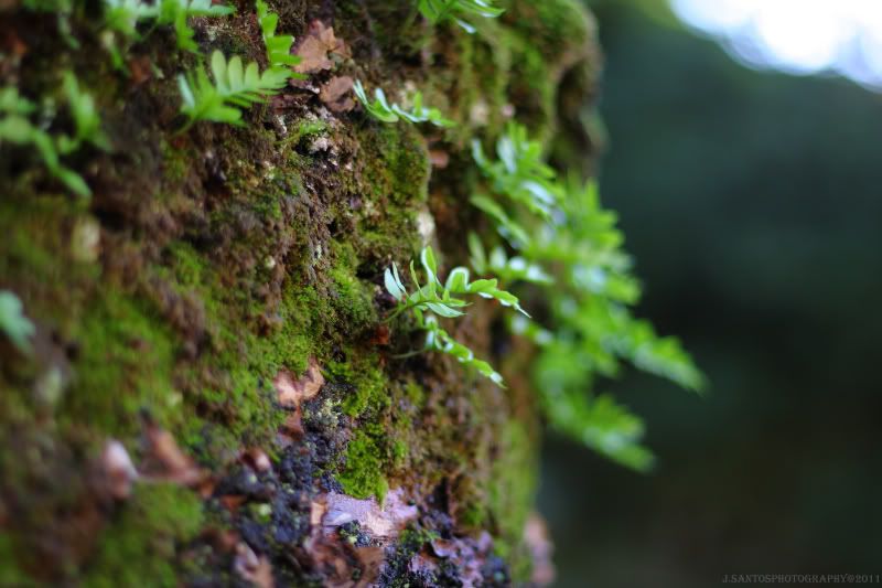 IMAGE: http://i278.photobucket.com/albums/kk104/jo5ant05/DPP_10899.jpg