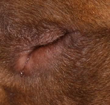 IMAGE: http://i278.photobucket.com/albums/kk104/jo5ant05/assinaturas/Uploads/IMG_0077_DxO.jpg