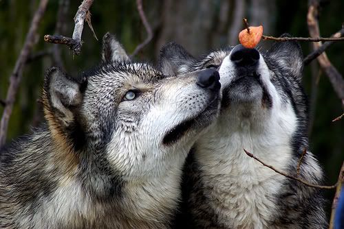 Hungry wolfs Pictures, Images and Photos