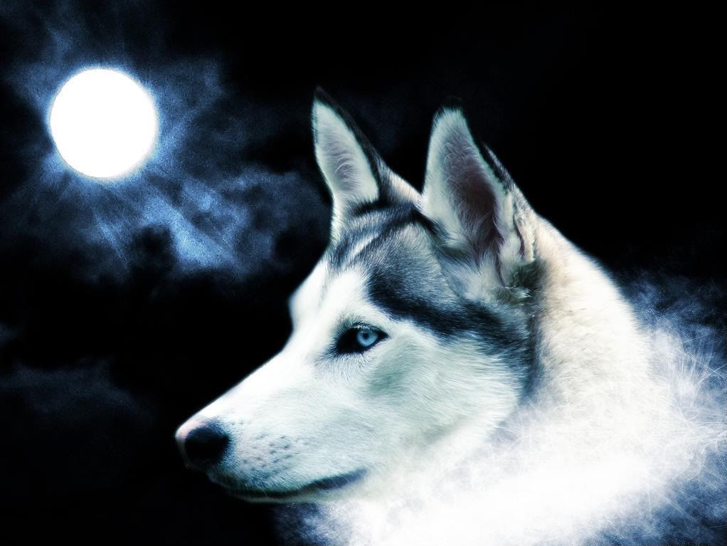wallpaper wolf. Wolf Background Image