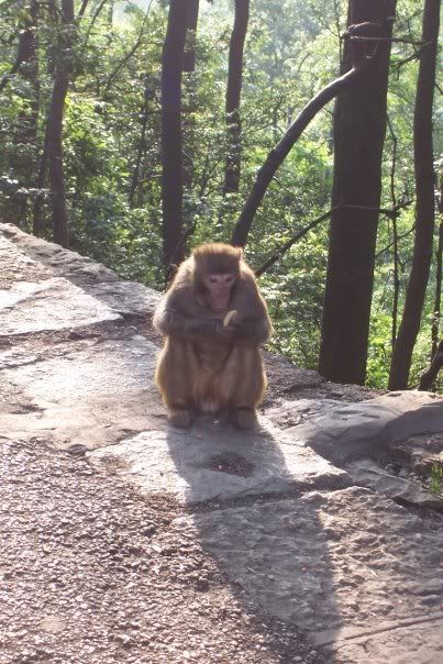 monkey guiyang