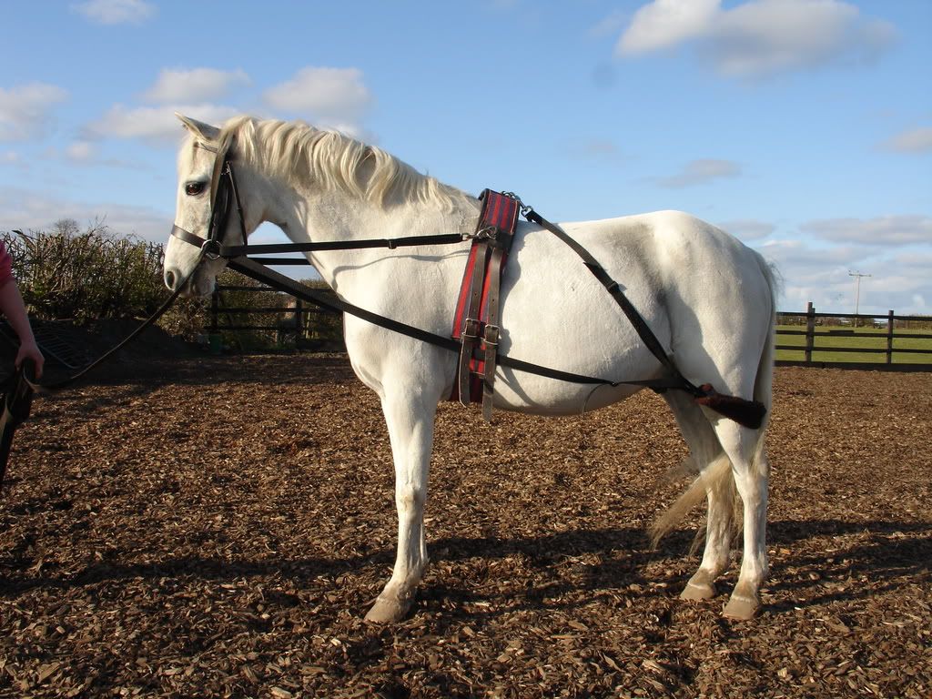 Pony Size Pessoa type training aid Horse Gossip
