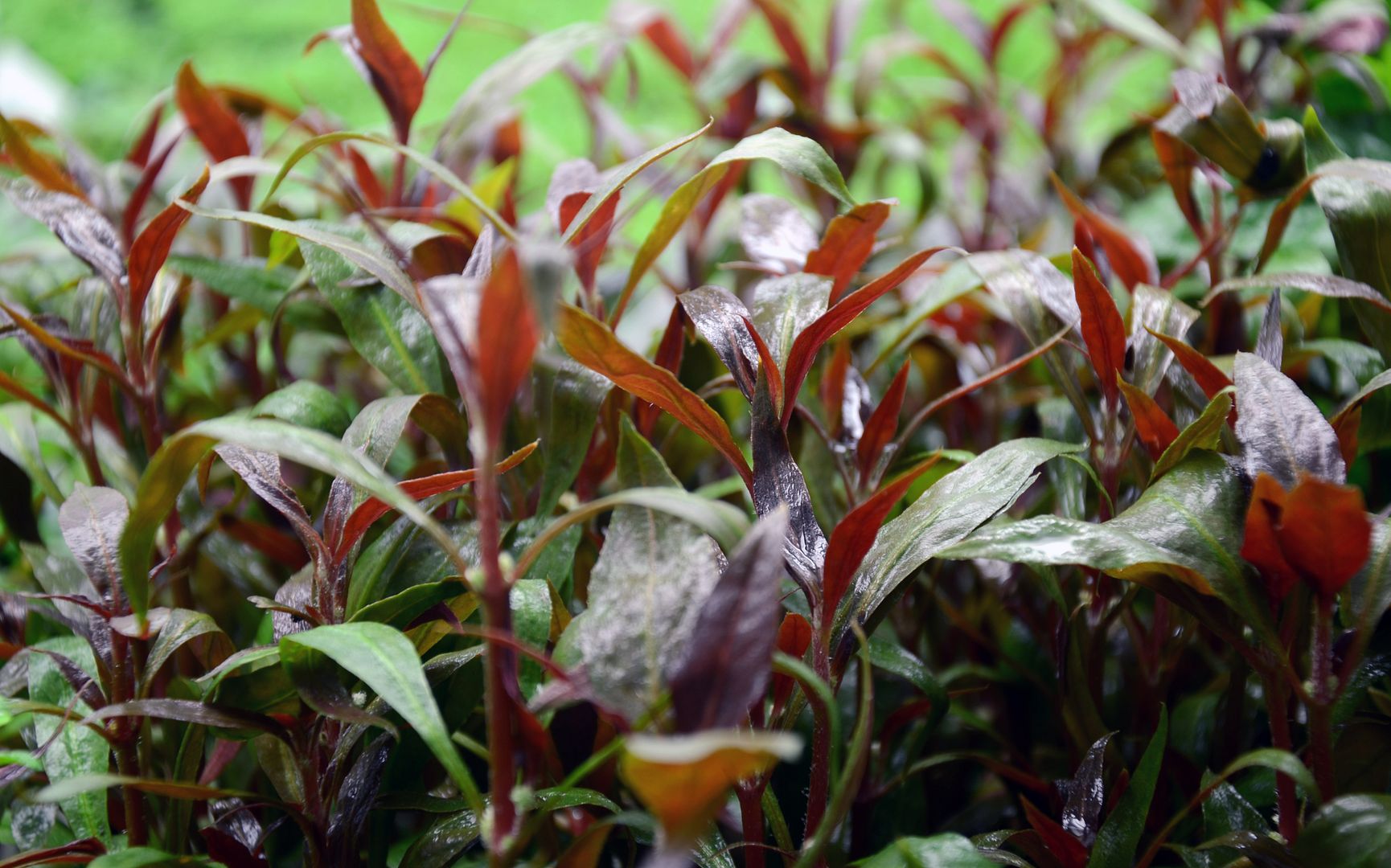 Green Leaf Aquariums Plants, now available! Page 3 The Planted Tank