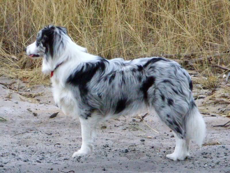 800px-Blue_merle_Border_Collie.jpg