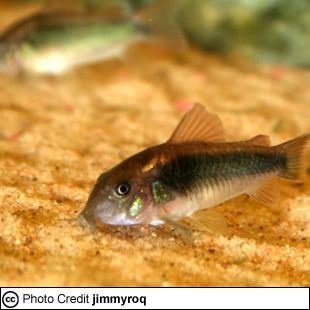 Bronze Corydoras