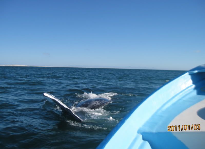 4Whales043.jpg