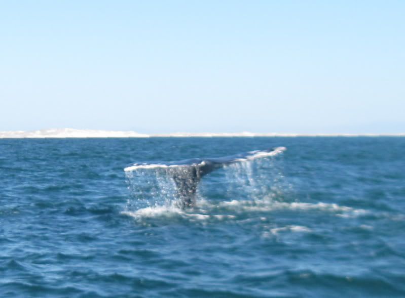 6WhaleTail048.jpg