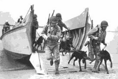 dob-USarmyk9unitinnormandy1942.jpg