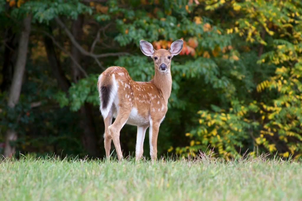 IMAGE: http://i278.photobucket.com/albums/kk109/milesd83/deer.jpg