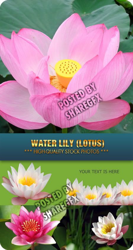 Water Lily (Lotus)