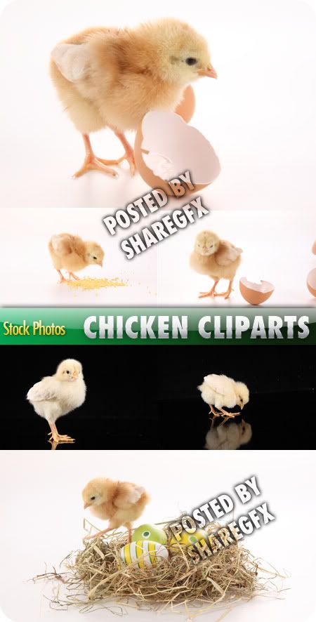 Chicken Cliparts 640