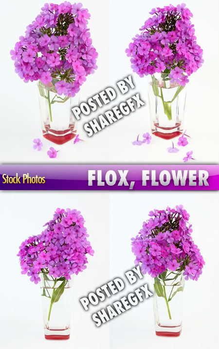 Stock Photo - Flox, Flower 524