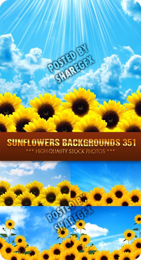 Sunflowers Backgrounds 351