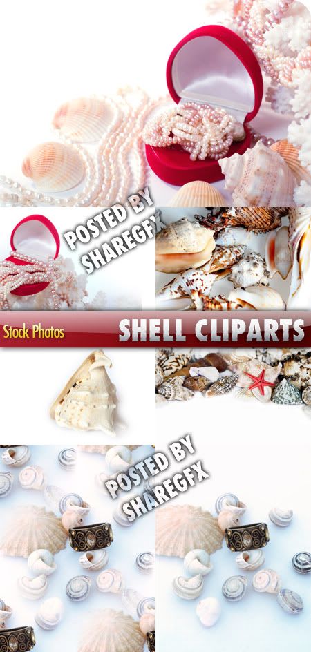 Shell cliparts 522