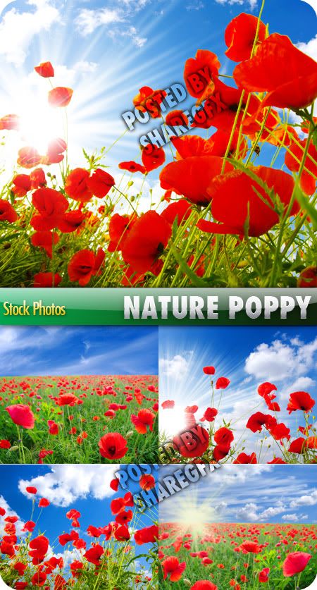 Poppy & nature