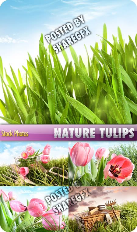 Nature & tulips