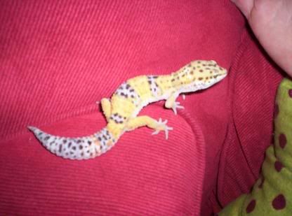 gecko4.jpg