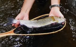 Specimen Grayling