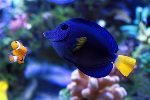 purple-tang.jpg