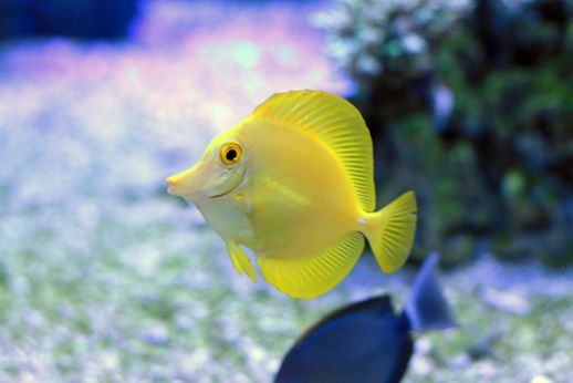 yellow-tang.jpg