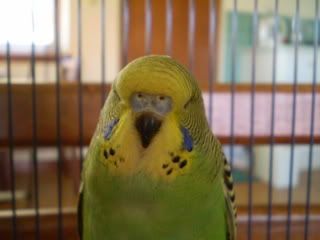 cere1.jpg