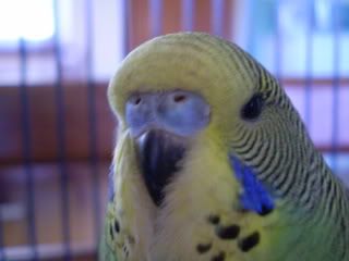 cere2.jpg