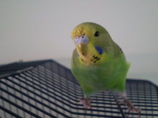 moult.jpg