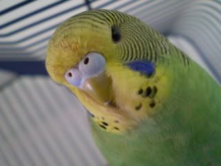 moult1.jpg