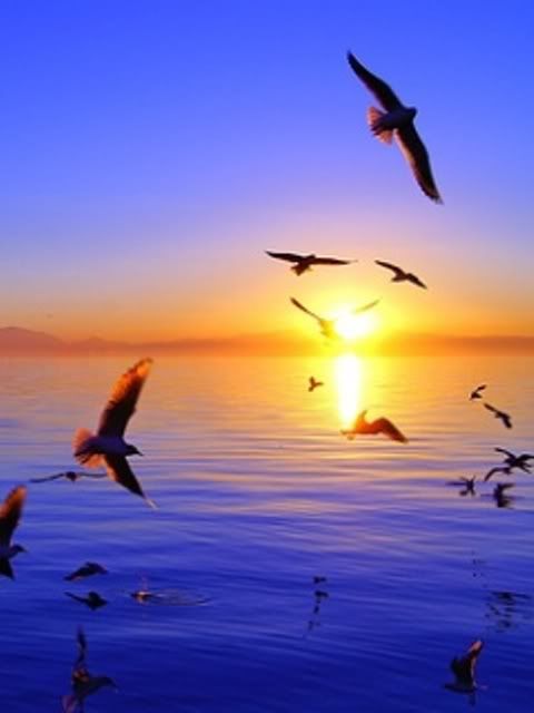 sunset birds-smaller Pictures, Images and Photos