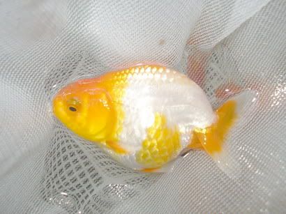 IPB Image