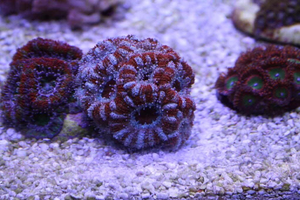 Corals1.jpg