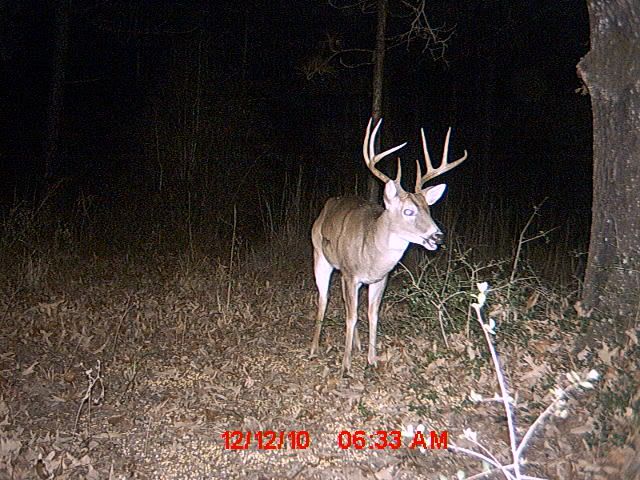 Scoring A Deer On The Hoof