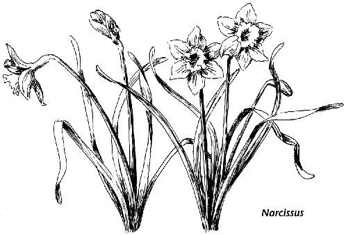 Narcissus 157 Of 300 More Narcissus Pictures
